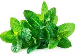 Mint Leaves for Penang Assam Laksa